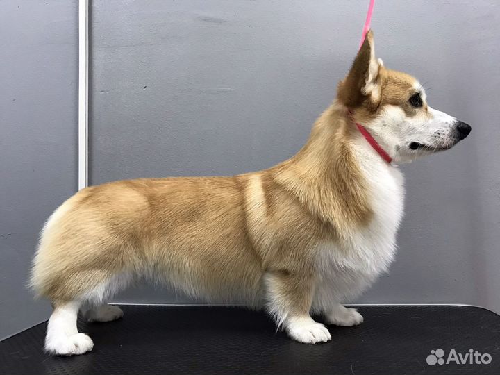 Груминг (стрижка) животных