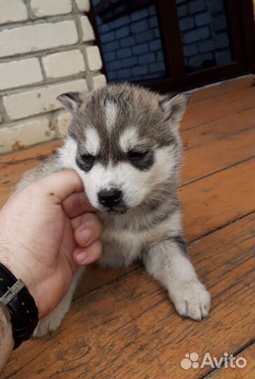 Собаки хаски