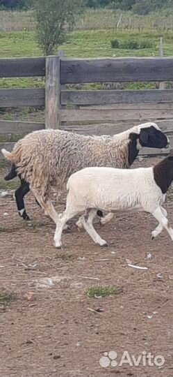 Баран - 3 года, ярочки - 6 мес