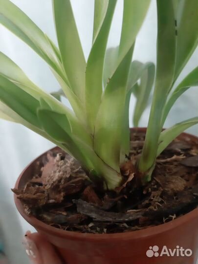 Продам орхидею Phragmipedium Sedenii hybrid