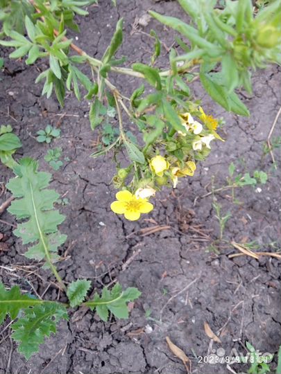 Магония падуболистная,бадан,хоста,спирея японская