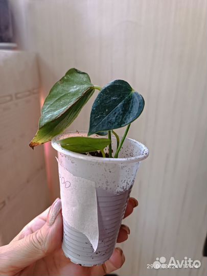 Антуриум Коро детки