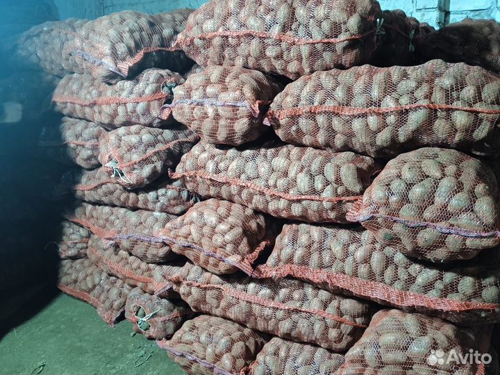 Картофель