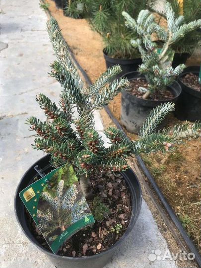 Хвойные растения Ель голубая Туя Смарагд и др