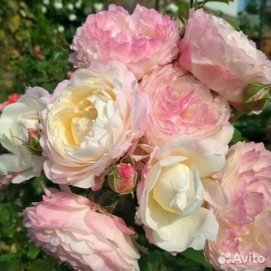 Роза Акрополис и Имка Марина саженцы