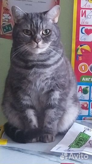 Кошка британка