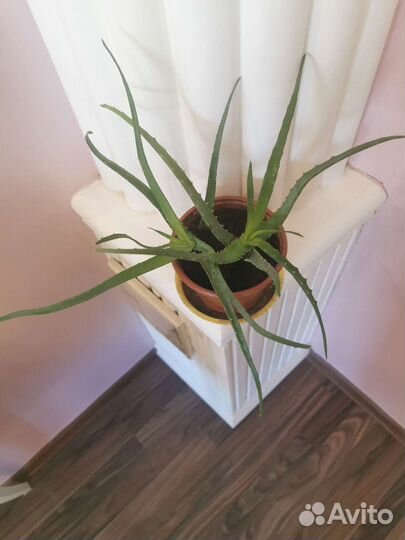 Комнатные цветы Золотой ус, Алоэ для здоровья