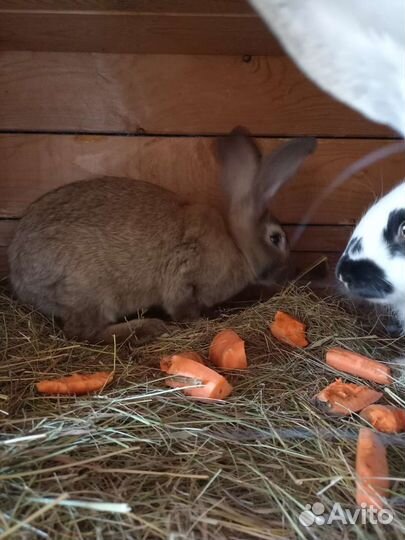 Кролик самец