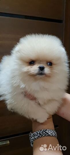 Померанский шпиц мини девочка РКФ