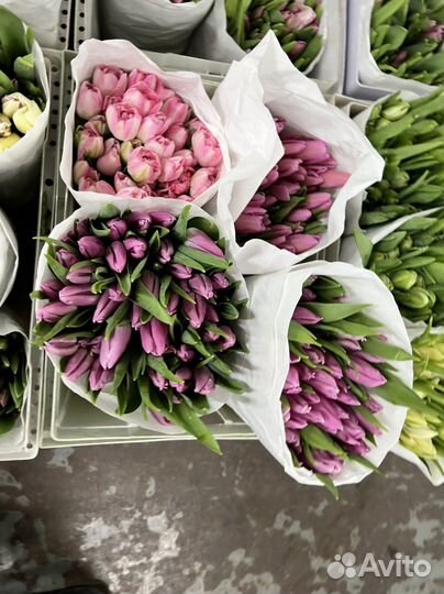 Цветы тюльпаны