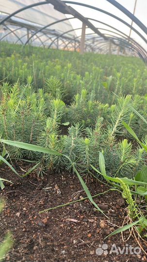 Саженцы сосны зкс