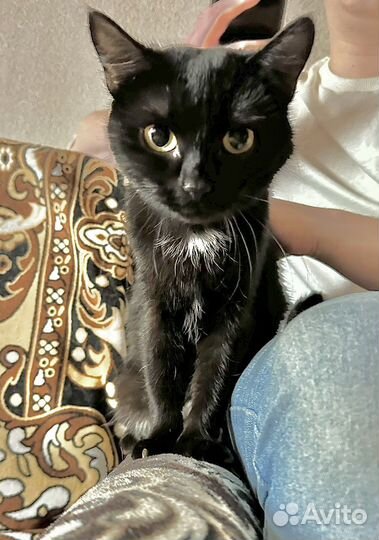 Кошка