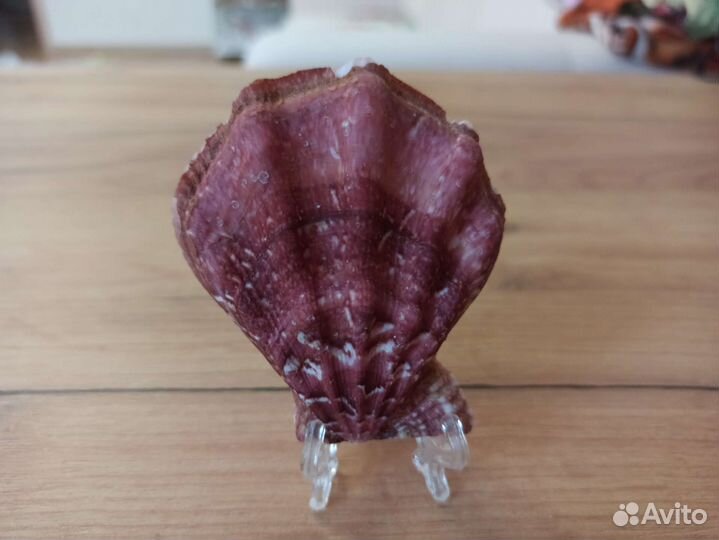 Морская раковина