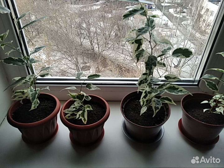 Фикус Бенджамина и фиалки