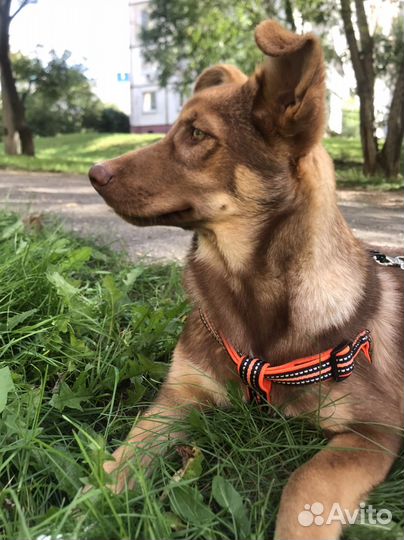 Собака в добрые руки щенок