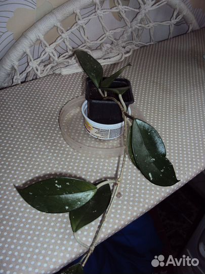 Комнатные цветы