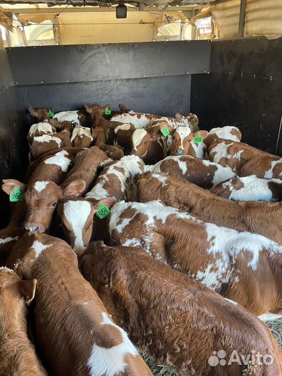 Бычки мясных пород