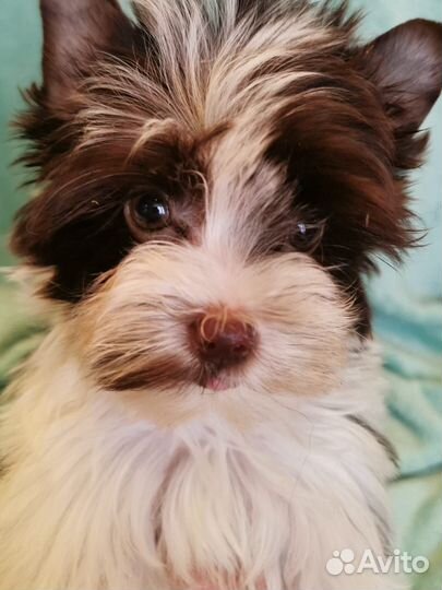 Бивер девочка