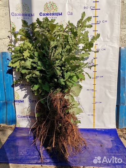 Дуб саженцы