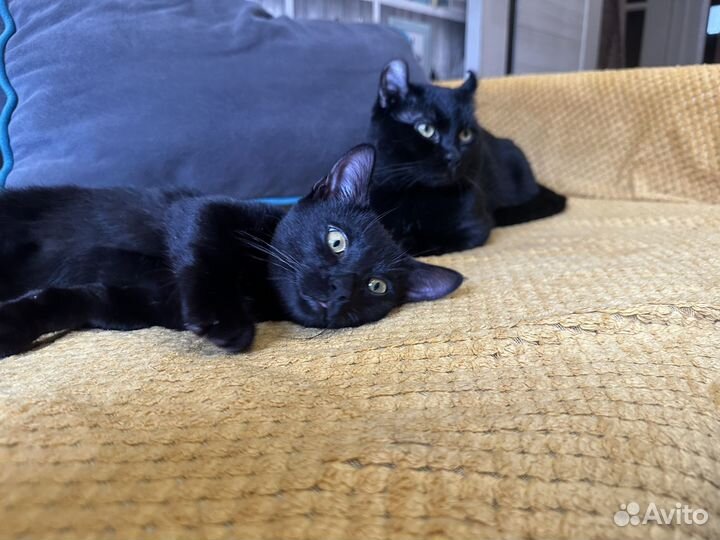 Котята манчкин