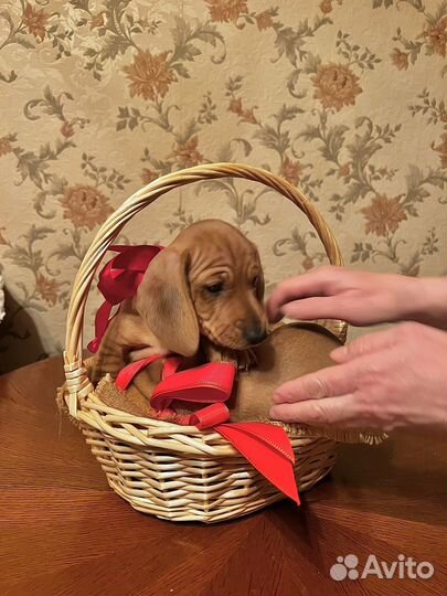 Щенки таксы