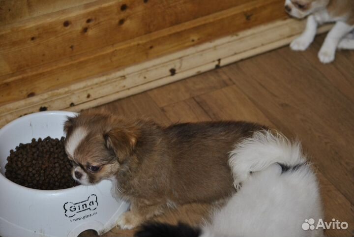 Кукольная девочка