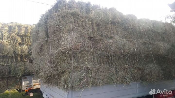 Сено луговое