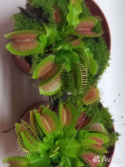 Венерина мухоловка