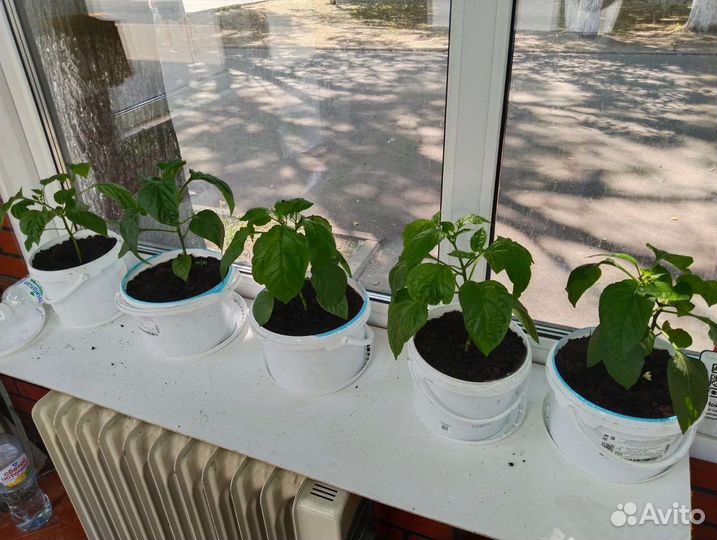 Рассада острого перца