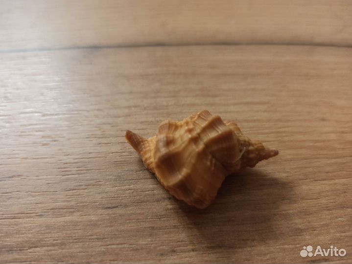 Морская раковина