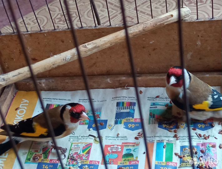 Певчие птицы