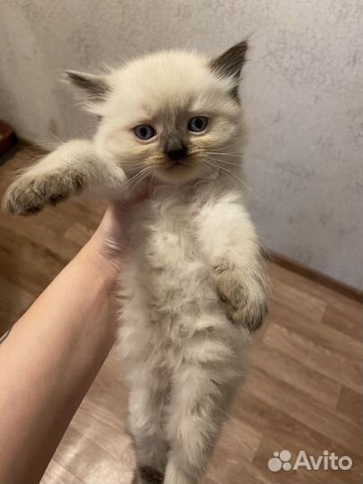 Метис британца