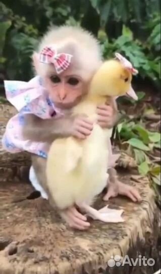 Муларды индоутки гусята