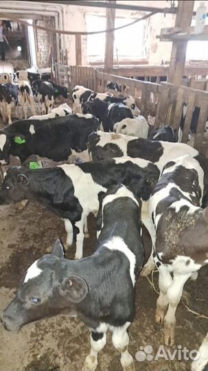 Телята бычки