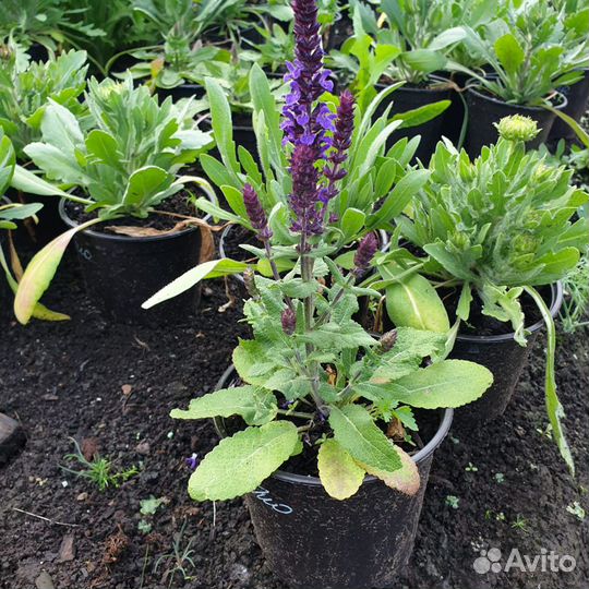 Шалфей многолетний цветок