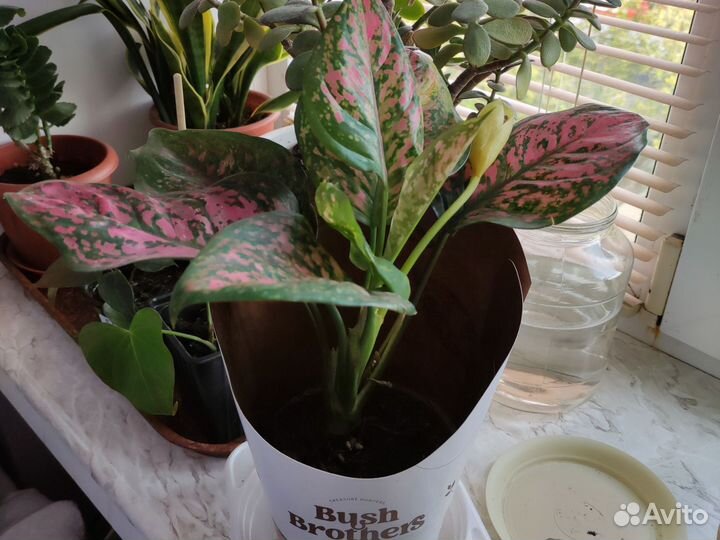 Комнатные цветы