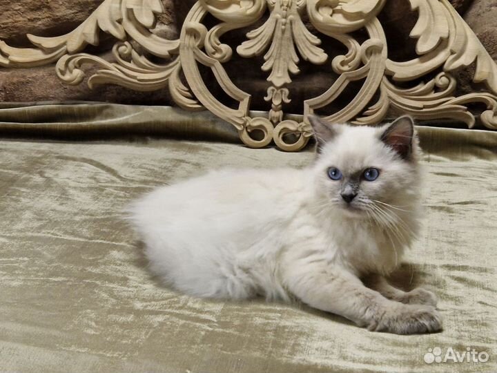 Котенок регдолл мальчик 3,5 мес