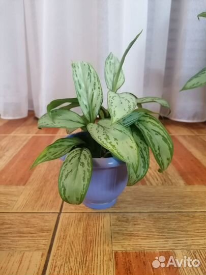 Аглаонема silver queen