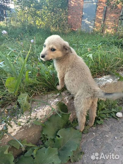 Щенок в добрые руки