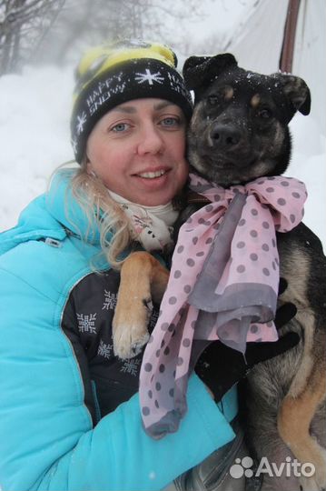 Собака девочка Дива