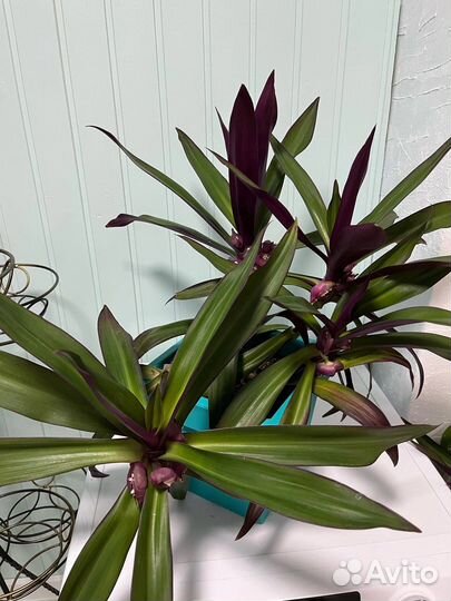 Традесканция рео. Комнатный цветок