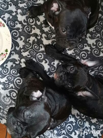 Собаки щенки