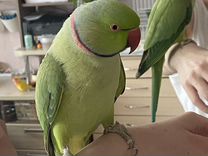 Ручной ожереловый попугай