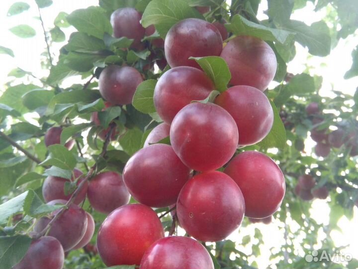 Сладкая алыча