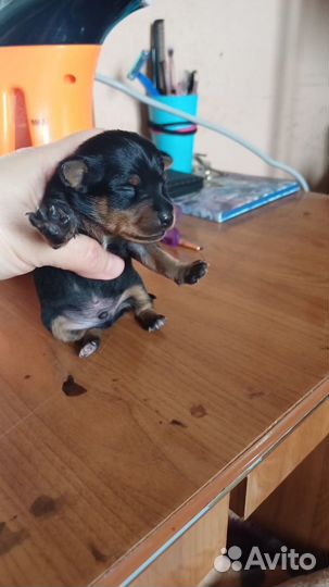 Щенки цвергпинчера