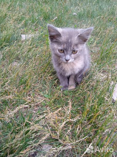 Котятки в добрые и любящие руки