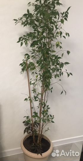 Фикус Бенджамина