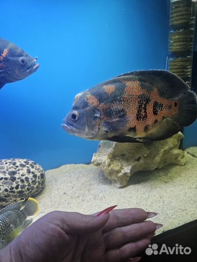 Аквариумные рыбки