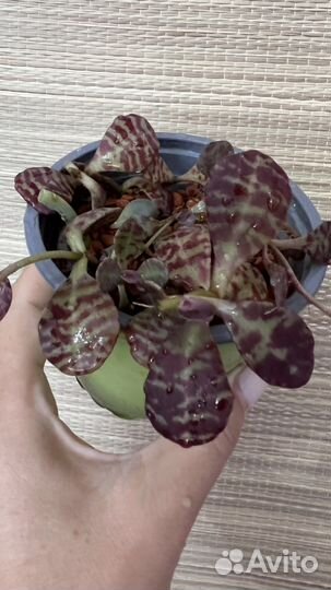 Суккуленты и кактусы
