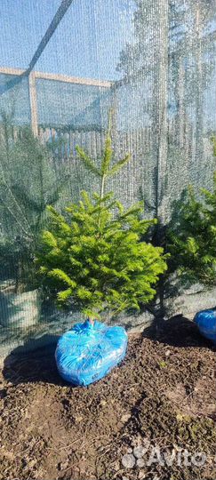 Пихта сибирская Алтайская